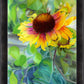Indian Blanket Flower