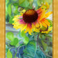 Indian Blanket Flower