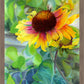 Indian Blanket Flower