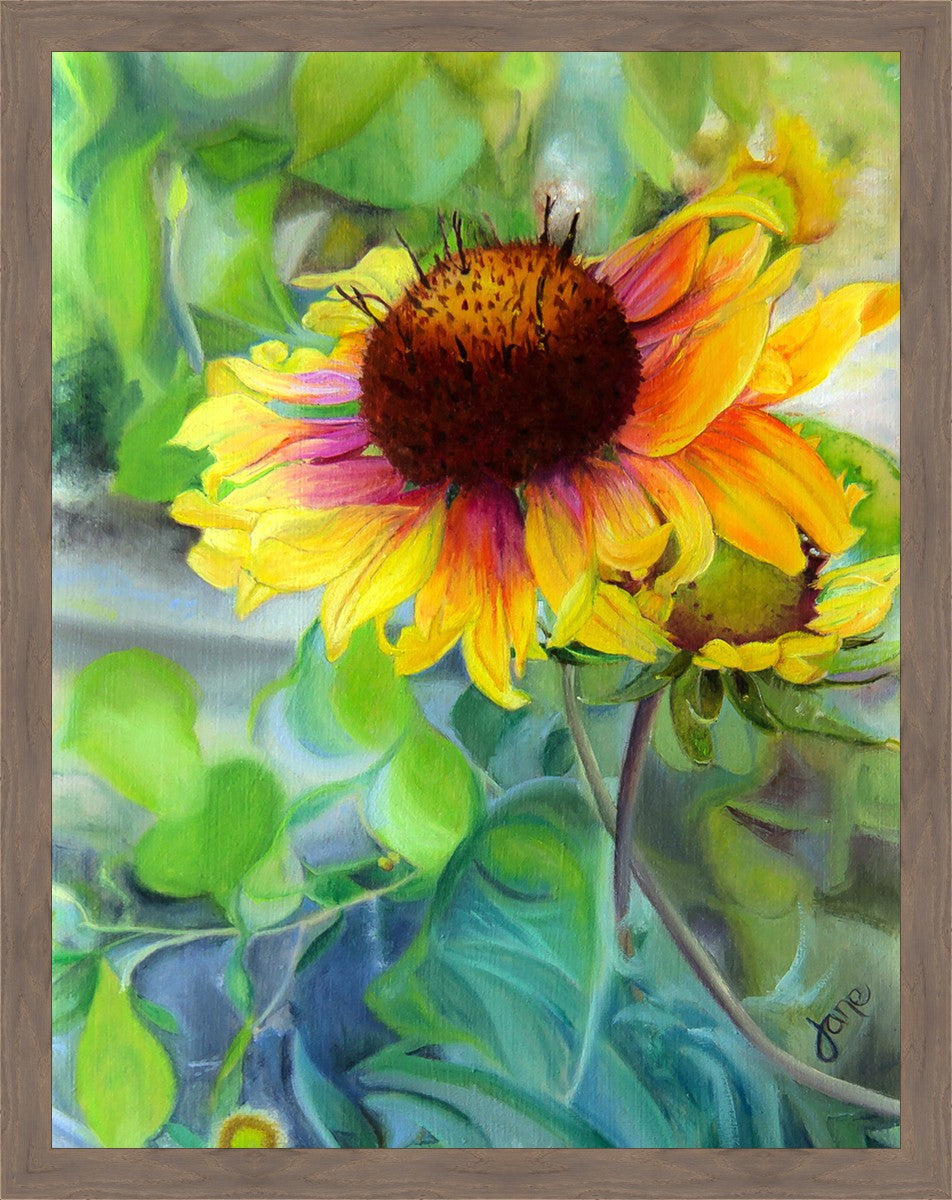 Indian Blanket Flower