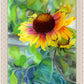Indian Blanket Flower
