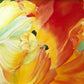 A Tulip for Fiona
