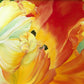 A Tulip for Fiona