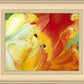 A Tulip for Fiona