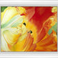 A Tulip for Fiona