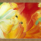 A Tulip for Fiona