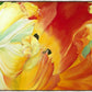 A Tulip for Fiona
