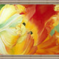 A Tulip for Fiona