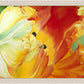 A Tulip for Fiona