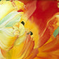 A Tulip for Fiona