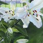 Luscious Lillies