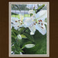 Luscious Lillies