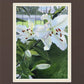 Luscious Lillies