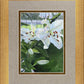Luscious Lillies
