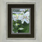 Luscious Lillies