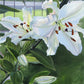 Luscious Lillies