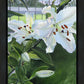 Luscious Lillies