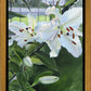 Luscious Lillies