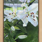 Luscious Lillies
