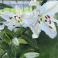 Luscious Lillies