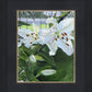 Luscious Lillies
