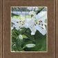 Luscious Lillies