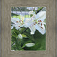Luscious Lillies