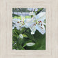 Luscious Lillies