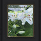 Luscious Lillies