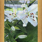Luscious Lillies