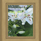 Luscious Lillies