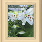 Luscious Lillies