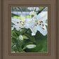 Luscious Lillies