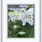 Luscious Lillies