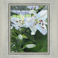 Luscious Lillies