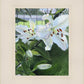 Luscious Lillies