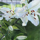 Luscious Lillies