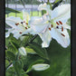 Luscious Lillies