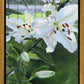 Luscious Lillies