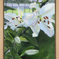 Luscious Lillies