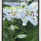 Luscious Lillies
