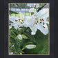 Luscious Lillies