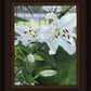 Luscious Lillies