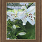 Luscious Lillies
