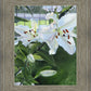 Luscious Lillies