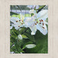Luscious Lillies