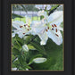 Luscious Lillies