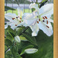 Luscious Lillies