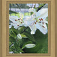 Luscious Lillies