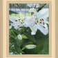 Luscious Lillies